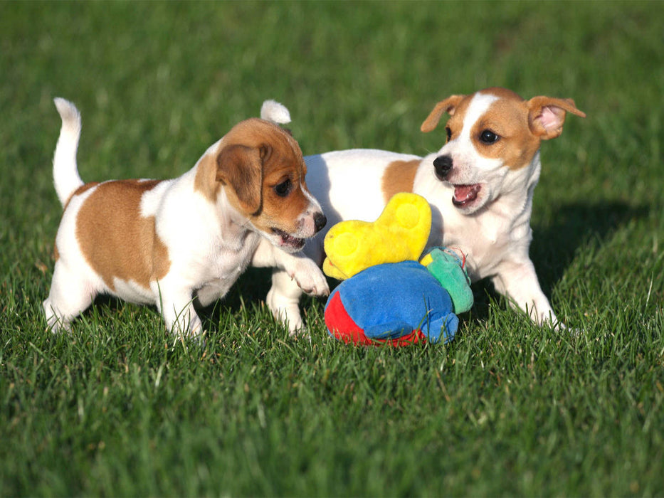 Jack Russel Welpen - CALVENDO Foto-Puzzle'