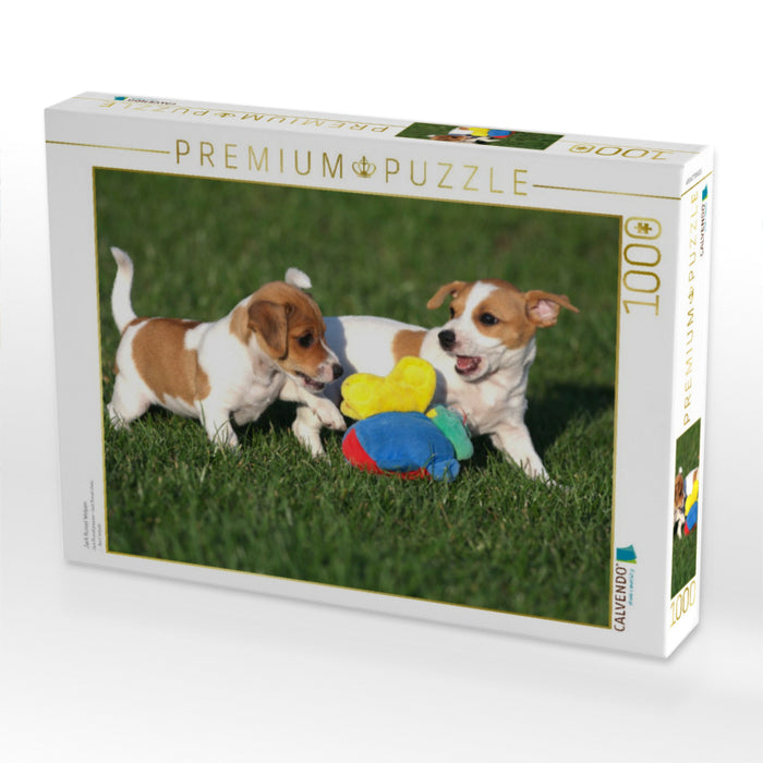 Jack Russel Welpen - CALVENDO Foto-Puzzle'