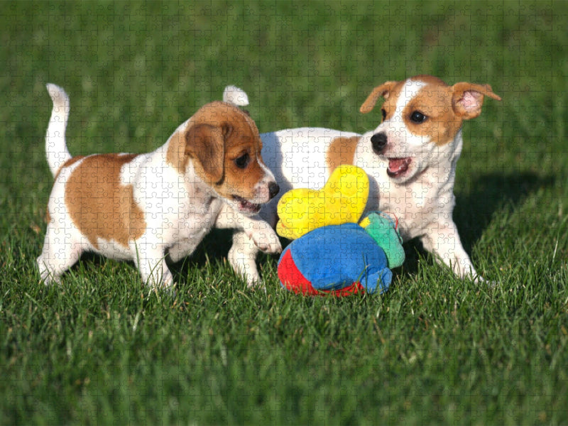 Jack Russel Welpen - CALVENDO Foto-Puzzle'