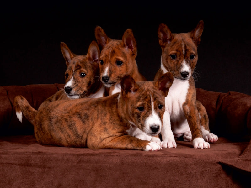 Ein Motiv aus dem Kalender Süße Basenji-Kinder 1000 Teile Puzzle quer - CALVENDO Foto-Puzzle'