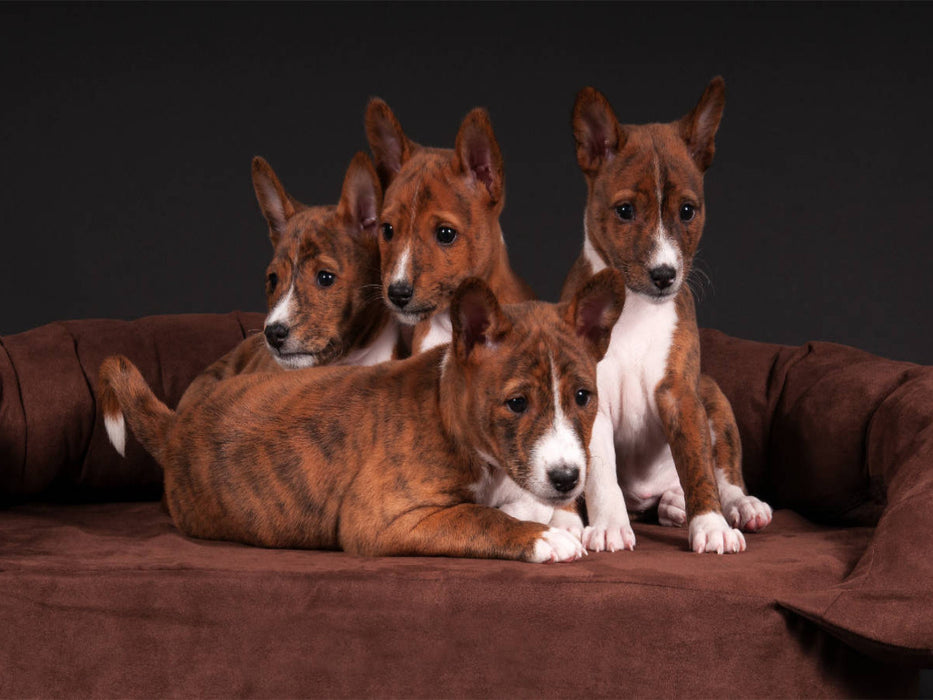 Ein Motiv aus dem Kalender Süße Basenji-Kinder - CALVENDO Foto-Puzzle'