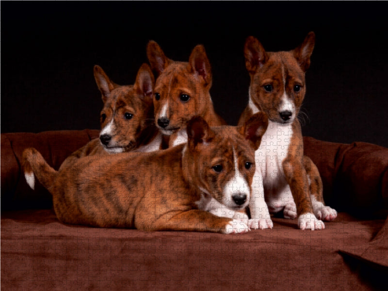 Ein Motiv aus dem Kalender Süße Basenji-Kinder 1000 Teile Puzzle quer - CALVENDO Foto-Puzzle'
