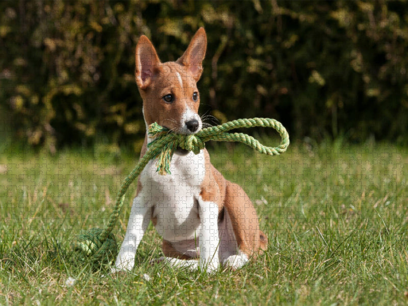 Ein Motiv aus dem Kalender Süße Basenji-Kinder - CALVENDO Foto-Puzzle'