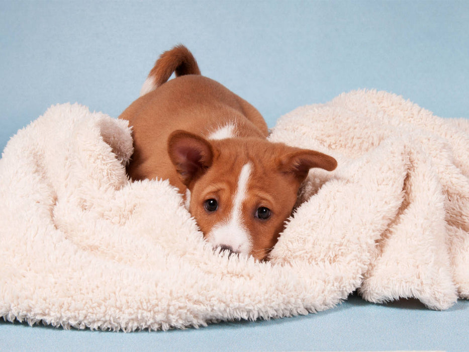 Ein Motiv aus dem Kalender Süße Basenji-Kinder - CALVENDO Foto-Puzzle'