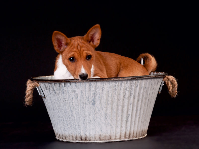 Enfants Basenji mignons - Puzzle photo CALVENDO 