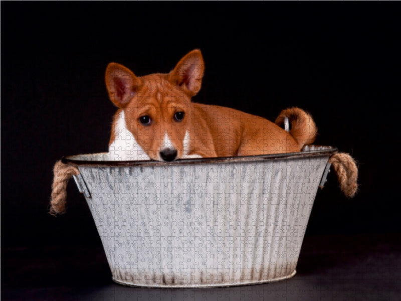 Enfants Basenji mignons - Puzzle photo CALVENDO 