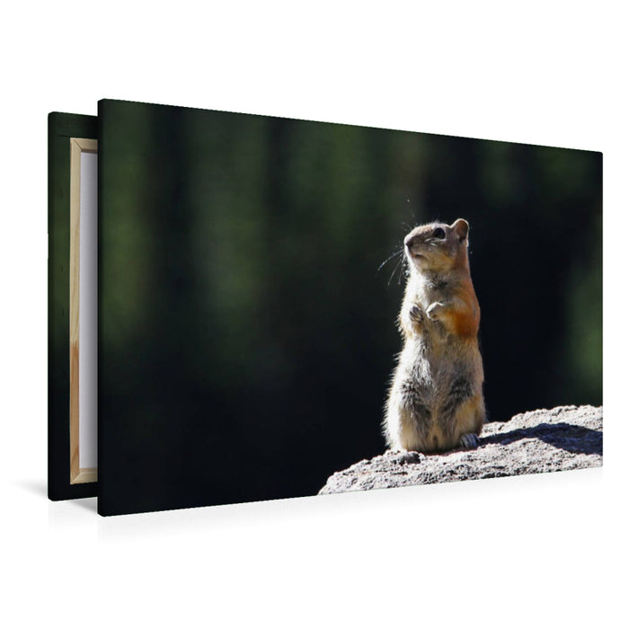 Premium Textil-Leinwand Chipmunk