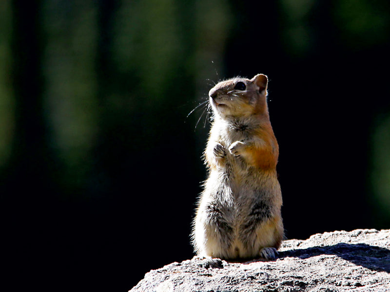 Chipmunk 1000 Teile Puzzle quer - CALVENDO Foto-Puzzle'