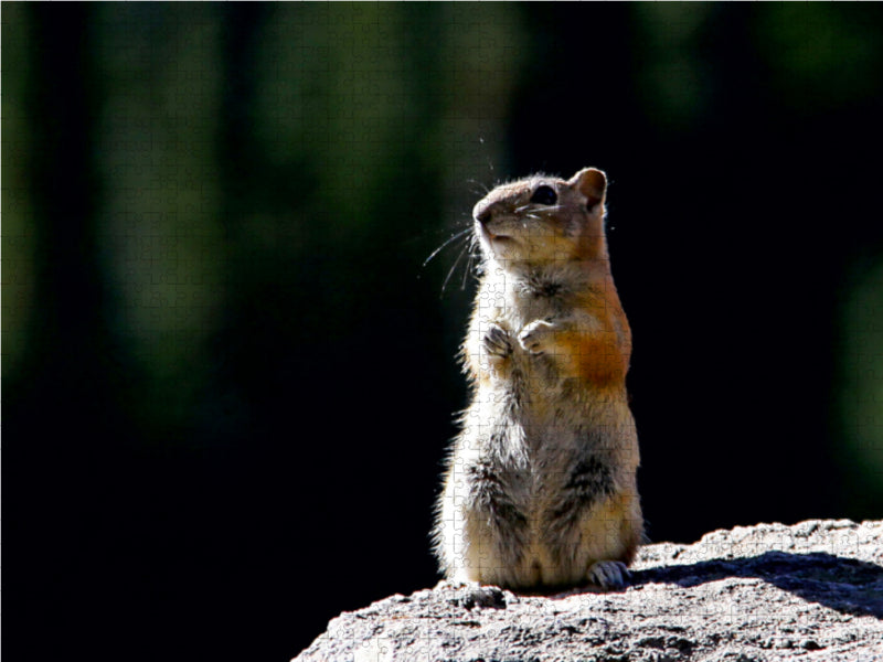 Chipmunk 1000 Teile Puzzle quer - CALVENDO Foto-Puzzle'