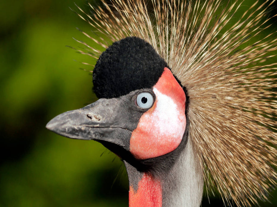Ein Motiv aus dem Kalender Weltvogelpark Walsrode - Die Vielfalt der Vogelarten - CALVENDO Foto-Puzzle'