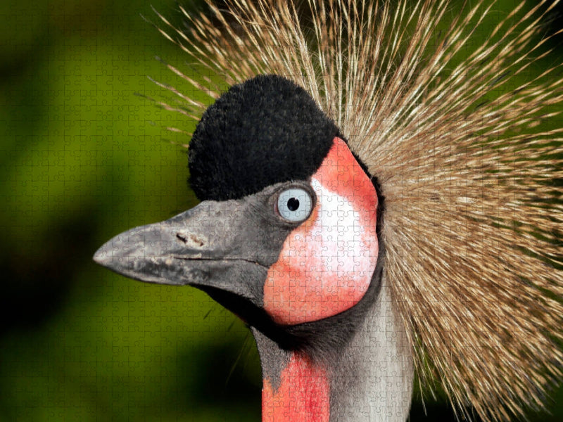 Ein Motiv aus dem Kalender Weltvogelpark Walsrode - Die Vielfalt der Vogelarten - CALVENDO Foto-Puzzle'