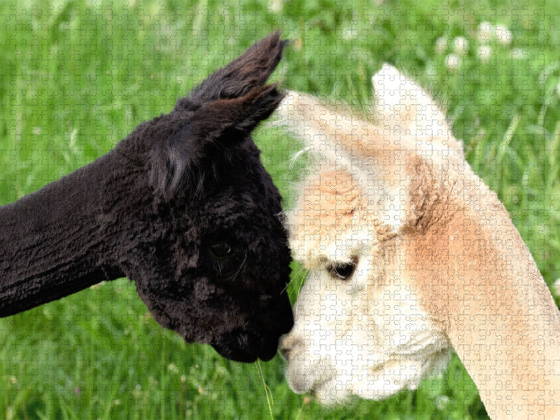 Beschnuppern zweier Alpakas - CALVENDO Foto-Puzzle'