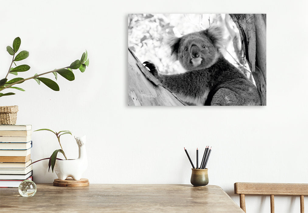 Premium Textil-Leinwand Premium Textil-Leinwand 120 cm x 80 cm quer Ein Motiv aus dem Kalender Koala  Ein Bär, der kein Bär ist