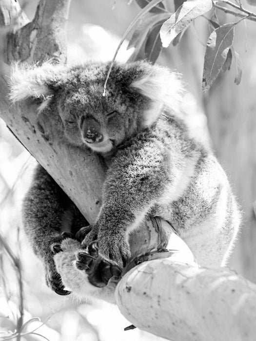 Ein Motiv aus dem Kalender Koala Ein Bär, der kein Bär ist - CALVENDO Foto-Puzzle'