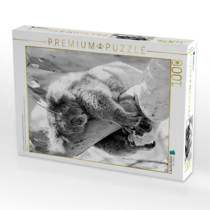 Ein Motiv aus dem Kalender Koala Ein Bär, der kein Bär ist - CALVENDO Foto-Puzzle'