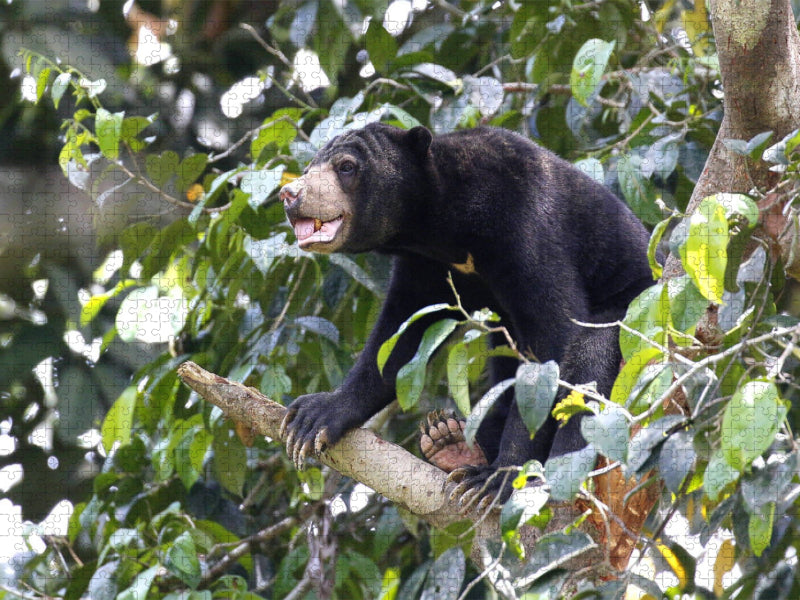 Malaienbär auf dem Kletterbaum - CALVENDO Foto-Puzzle'