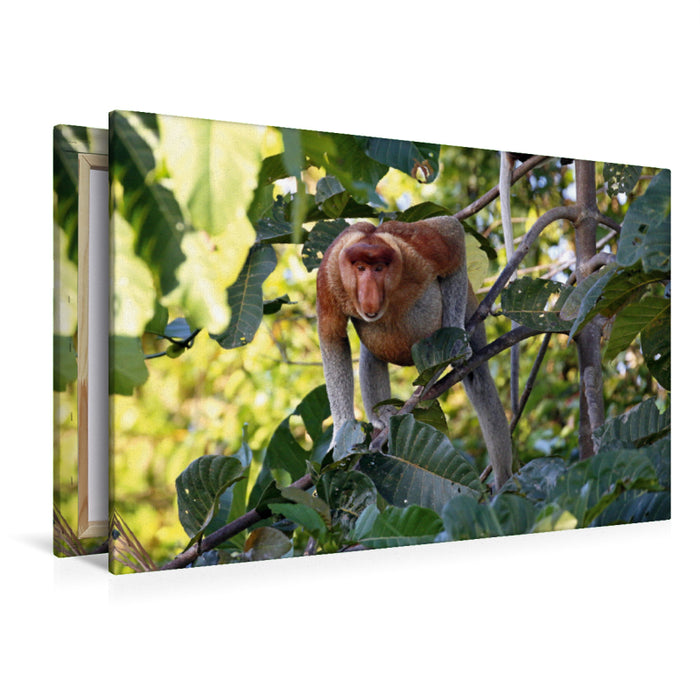 Premium Textil-Leinwand Nasenaffe (männlich)