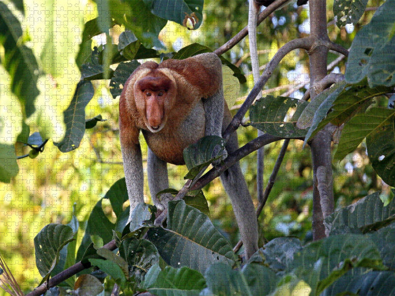 Nasenaffe, Borneo - CALVENDO Foto-Puzzle'