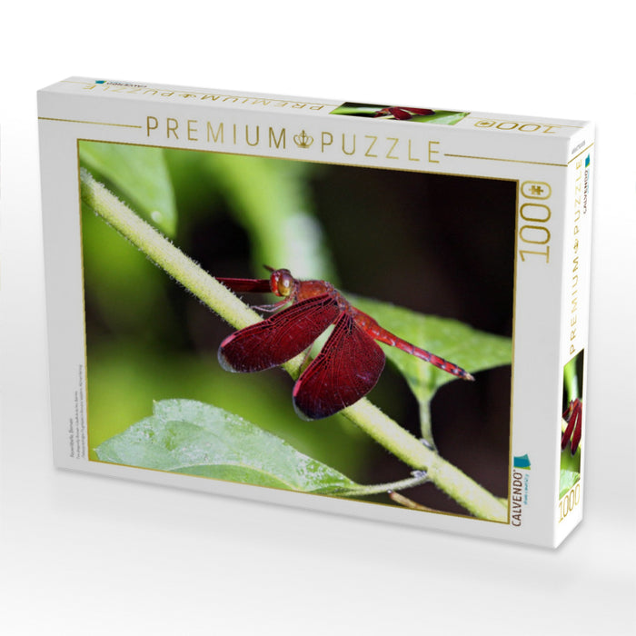Feuerlibelle, Borneo - CALVENDO Foto-Puzzle'