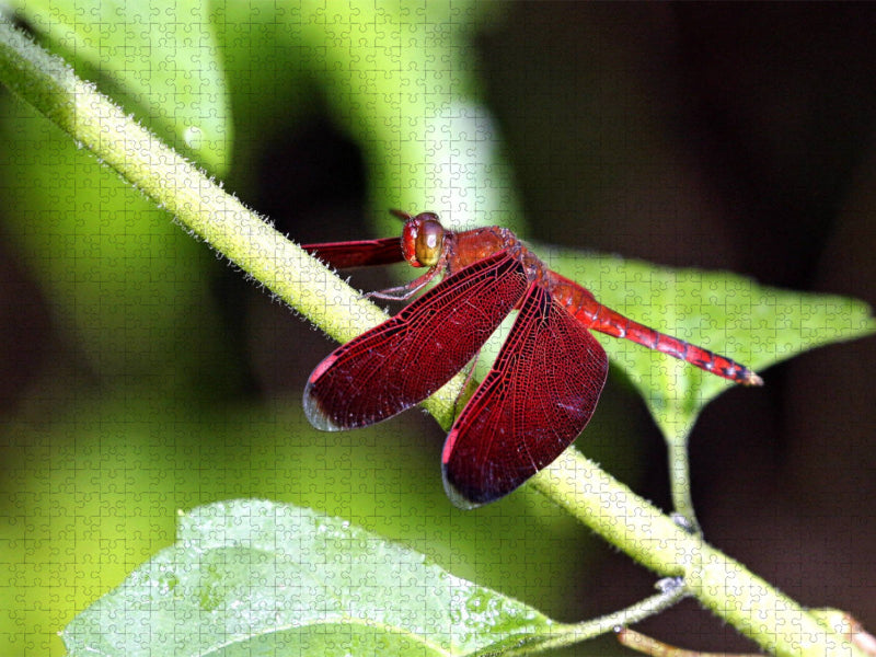 Feuerlibelle, Borneo - CALVENDO Foto-Puzzle'