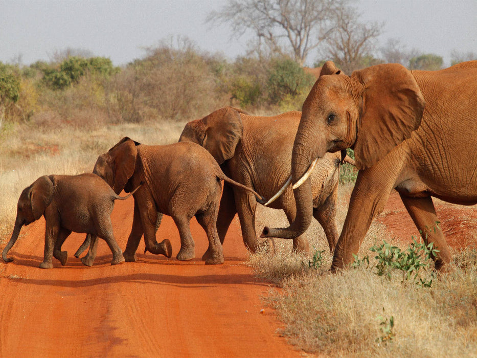 Elefanten - Parade - CALVENDO Foto-Puzzle'