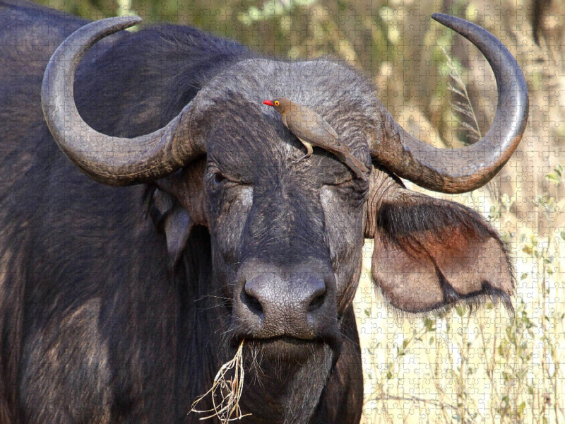 Wasserbüffel, Kenia - CALVENDO Foto-Puzzle'