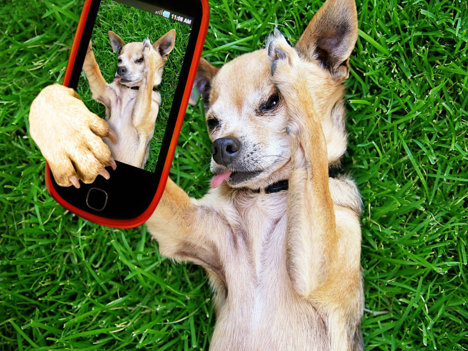 Ein Motiv aus dem Kalender Lustige Tier-Selfies. Tierische Selbstportraits - CALVENDO Foto-Puzzle'