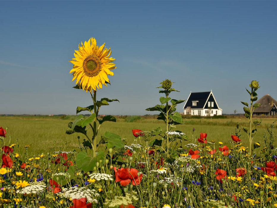 Sommer auf der Insel - CALVENDO Foto-Puzzle'
