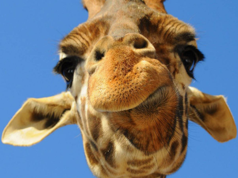 Giraffe - CALVENDO Foto-Puzzle'