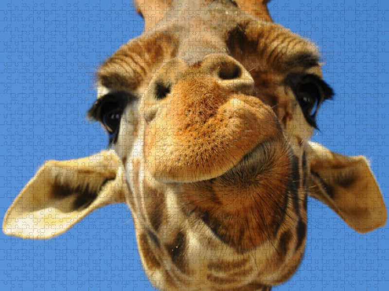 Giraffe - CALVENDO Foto-Puzzle'