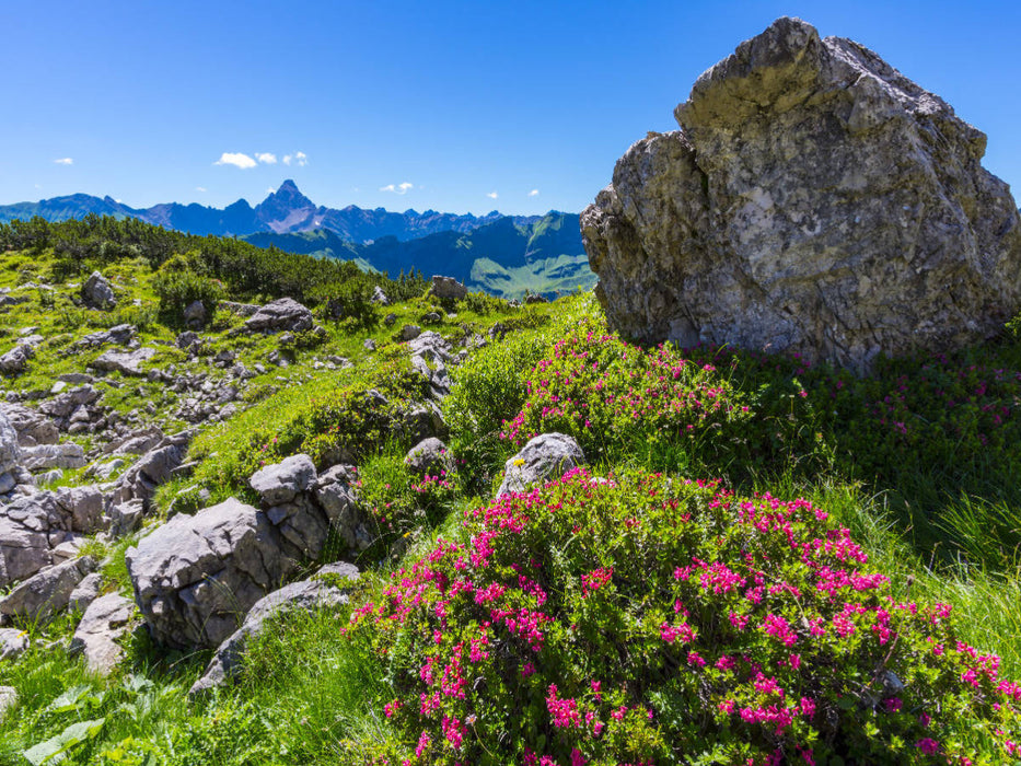Alpenrosenblüte am Nebelhorn - CALVENDO Foto-Puzzle'