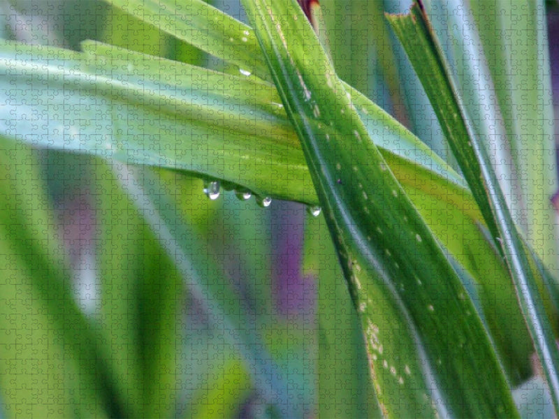 Gras in den Bergen nach dem Regen - CALVENDO Foto-Puzzle'