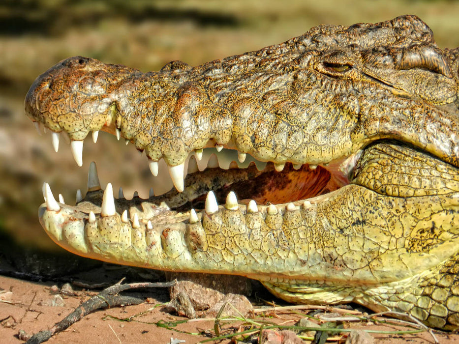 Urzeitreptilien - Krokodil - CALVENDO Foto-Puzzle'