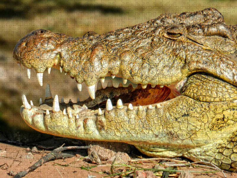 Urzeitreptilien - Krokodil - CALVENDO Foto-Puzzle'