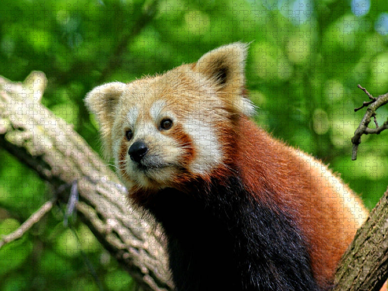 Kleiner Panda auf Entdeckungstour - CALVENDO Foto-Puzzle'