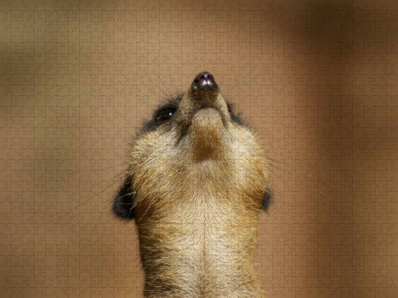 Erdmännchen – Zusammen sind wir stark - CALVENDO Foto-Puzzle'