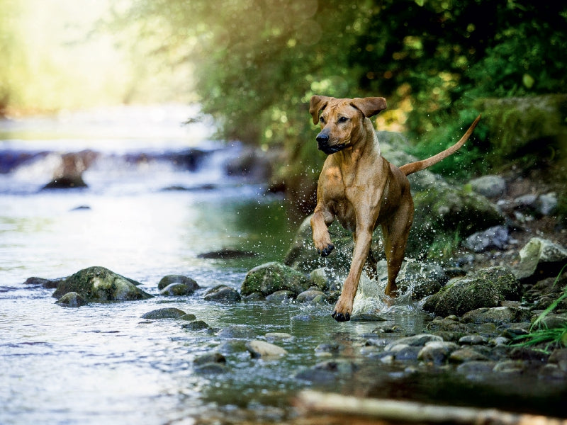 Ein Motiv aus dem Kalender Löwentanz - Rhodesian Ridgeback 1000 Teile Puzzle quer - CALVENDO Foto-Puzzle'