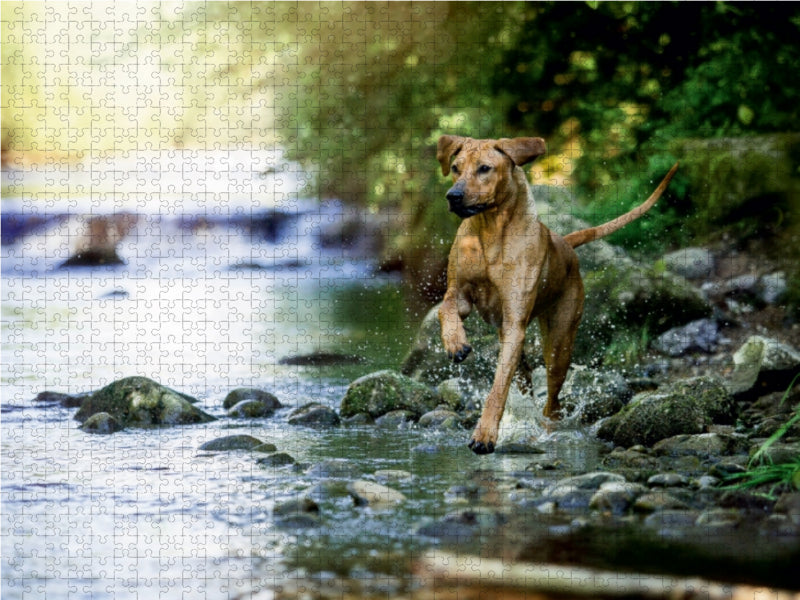 Ein Motiv aus dem Kalender Löwentanz - Rhodesian Ridgeback 1000 Teile Puzzle quer - CALVENDO Foto-Puzzle'