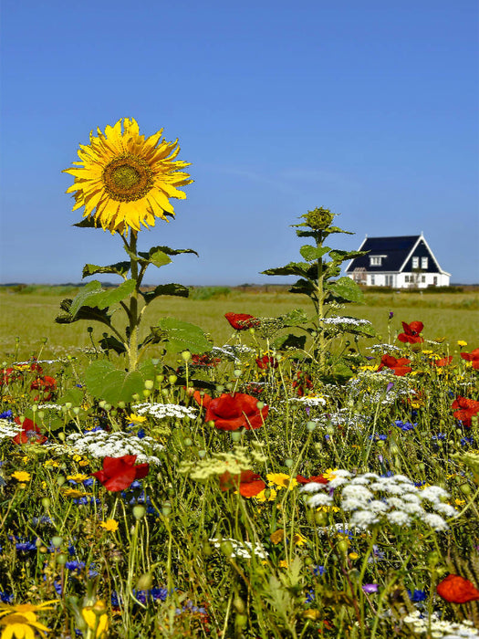 Ein Sommertag – Den Burg - CALVENDO Foto-Puzzle'