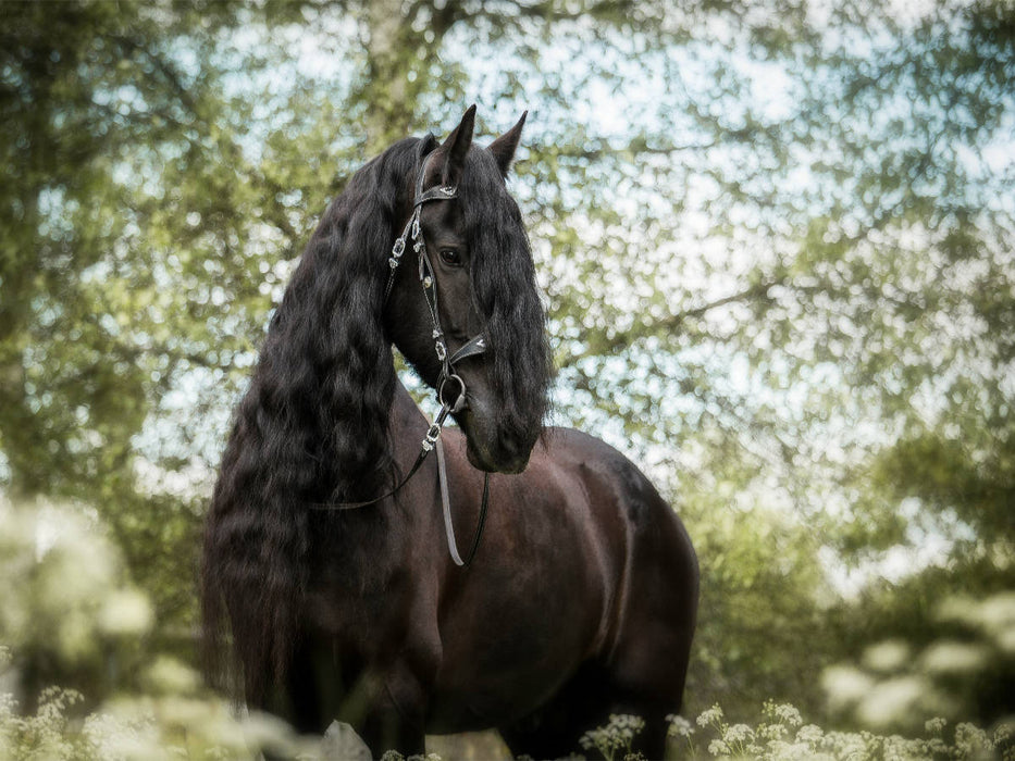 Friese - CALVENDO Foto-Puzzle'