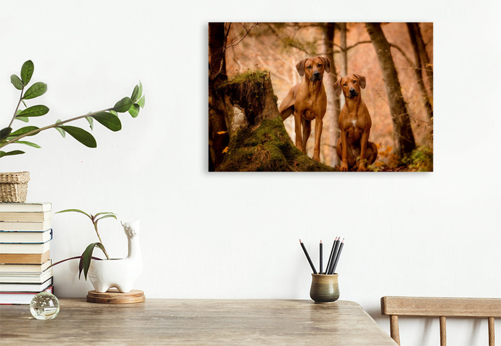 Premium Textil-Leinwand Premium Textil-Leinwand 120 cm x 80 cm quer Ein Motiv aus dem Kalender Rhodesian Ridgeback - Herzen auf vier Pfoten