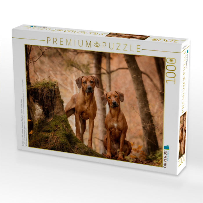Ein Motiv aus dem Kalender Rhodesian Ridgeback - Herzen auf vier Pfoten - CALVENDO Foto-Puzzle'