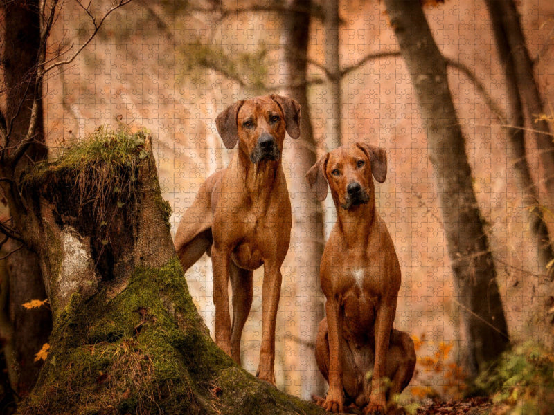 Ein Motiv aus dem Kalender Rhodesian Ridgeback - Herzen auf vier Pfoten - CALVENDO Foto-Puzzle'