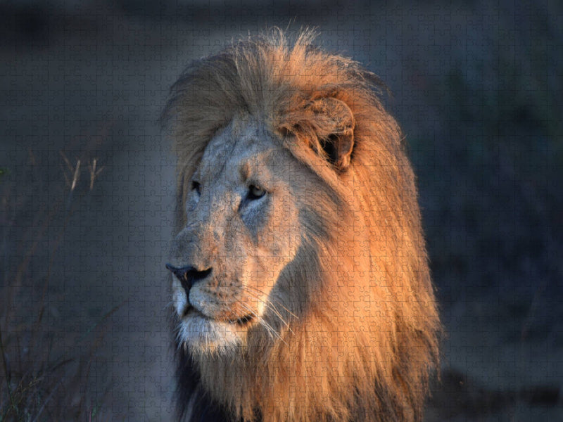 Der König der Löwen - CALVENDO Foto-Puzzle'