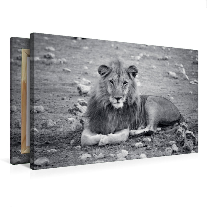 Premium Textil-Leinwand Löwenmännchen