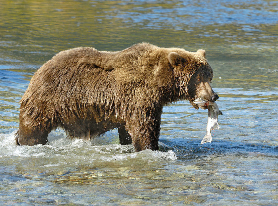 Braunbär mit Lachs 2000 Teile Puzzle quer - CALVENDO Foto-Puzzle'