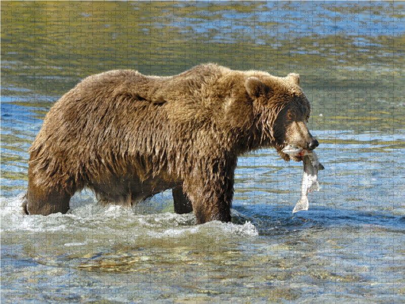 Braunbär mit Lachs 2000 Teile Puzzle quer - CALVENDO Foto-Puzzle'