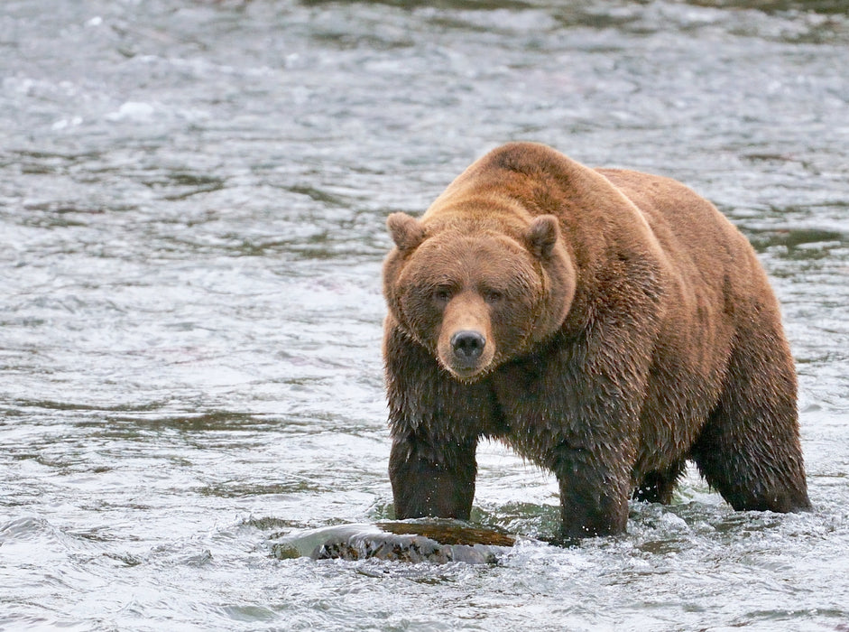 Brown bear in Alaska - CALVENDO photo puzzle 