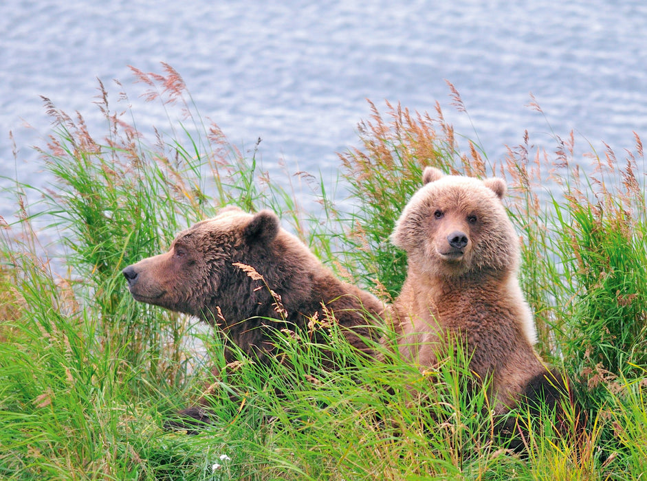 Brown bear mother with cub - CALVENDO photo puzzle 