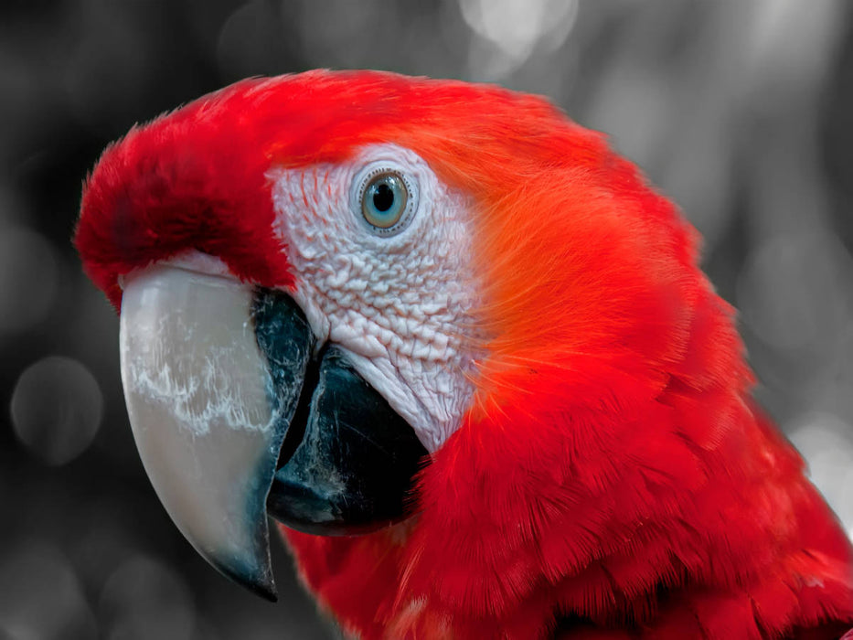 Gesichter - Papagei Ara - CALVENDO Foto-Puzzle'